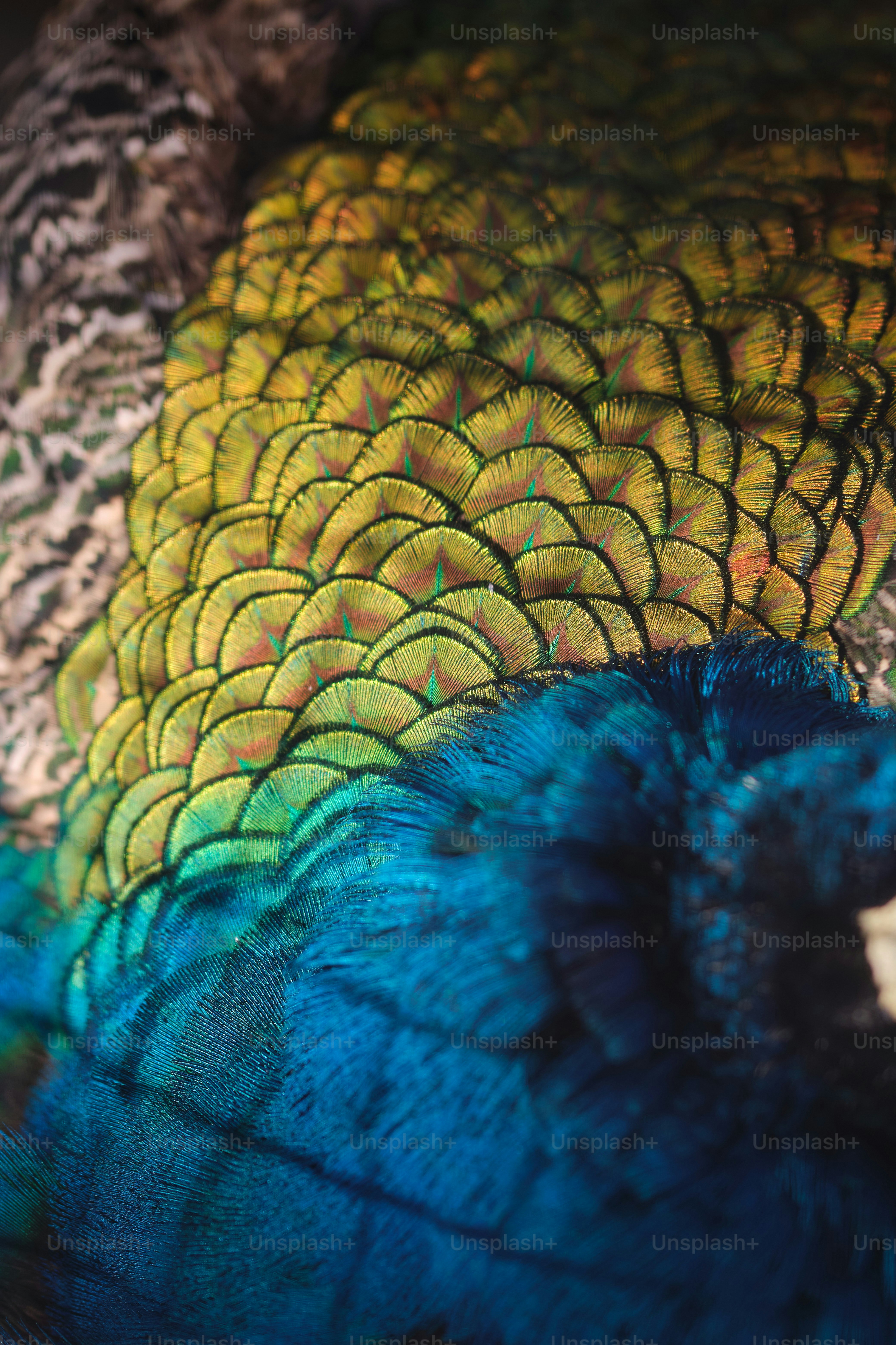 It takes a skilled, professional eye to capture all the majesty and colorful energy of the peacock. Good thing Unsplash's community of wonderfully dedicated photographers were up to the challenge. Access and use over 100 peacock images however you wish, for free!