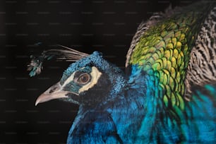 a close up of a peacock with a black background