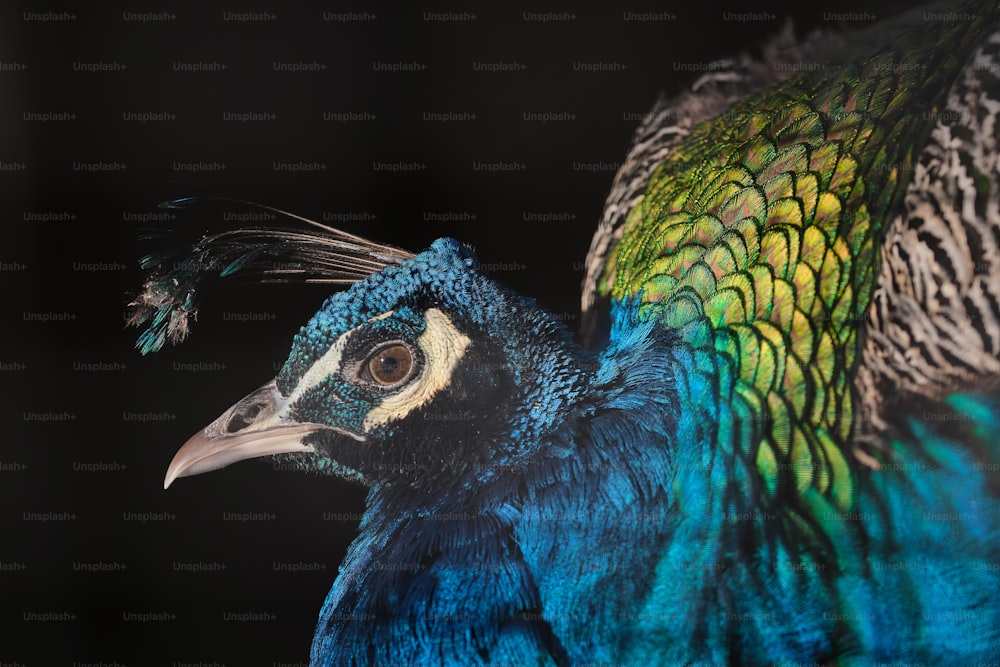 a close up of a peacock with a black background