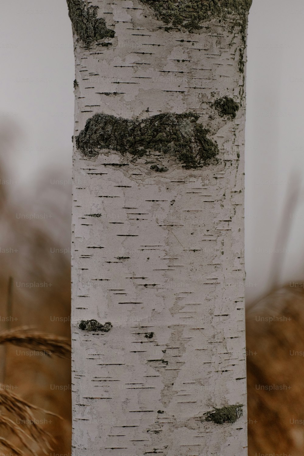 Birch Bark. Texture Stock Photo, Picture and Royalty Free Image. Image  39087250.