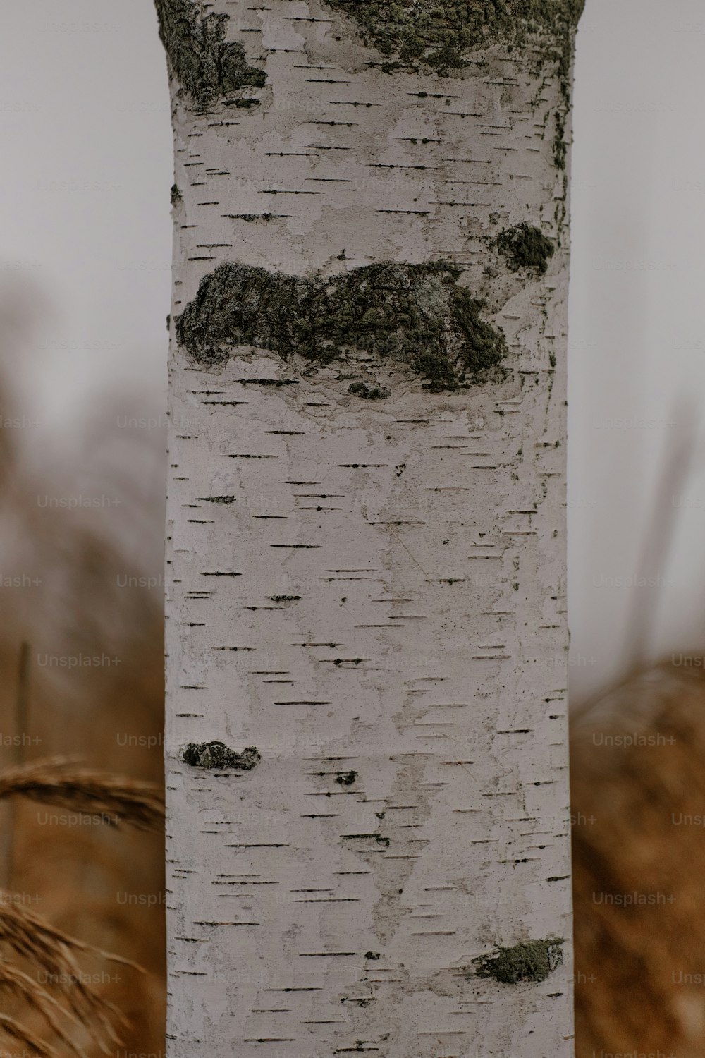 a close up of the bark of a tree