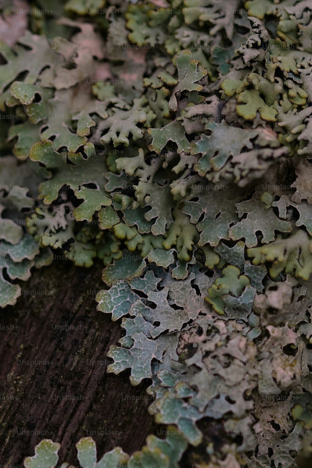 um close up de uma planta em uma superfície de madeira