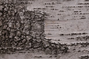 a close up of the bark of a tree