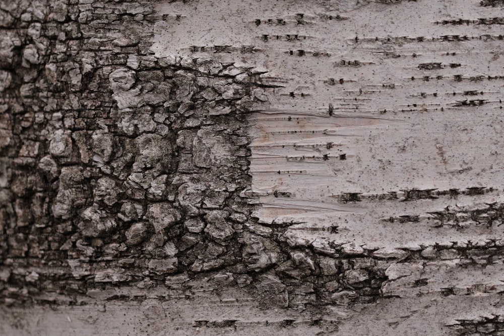 a close up of the bark of a tree