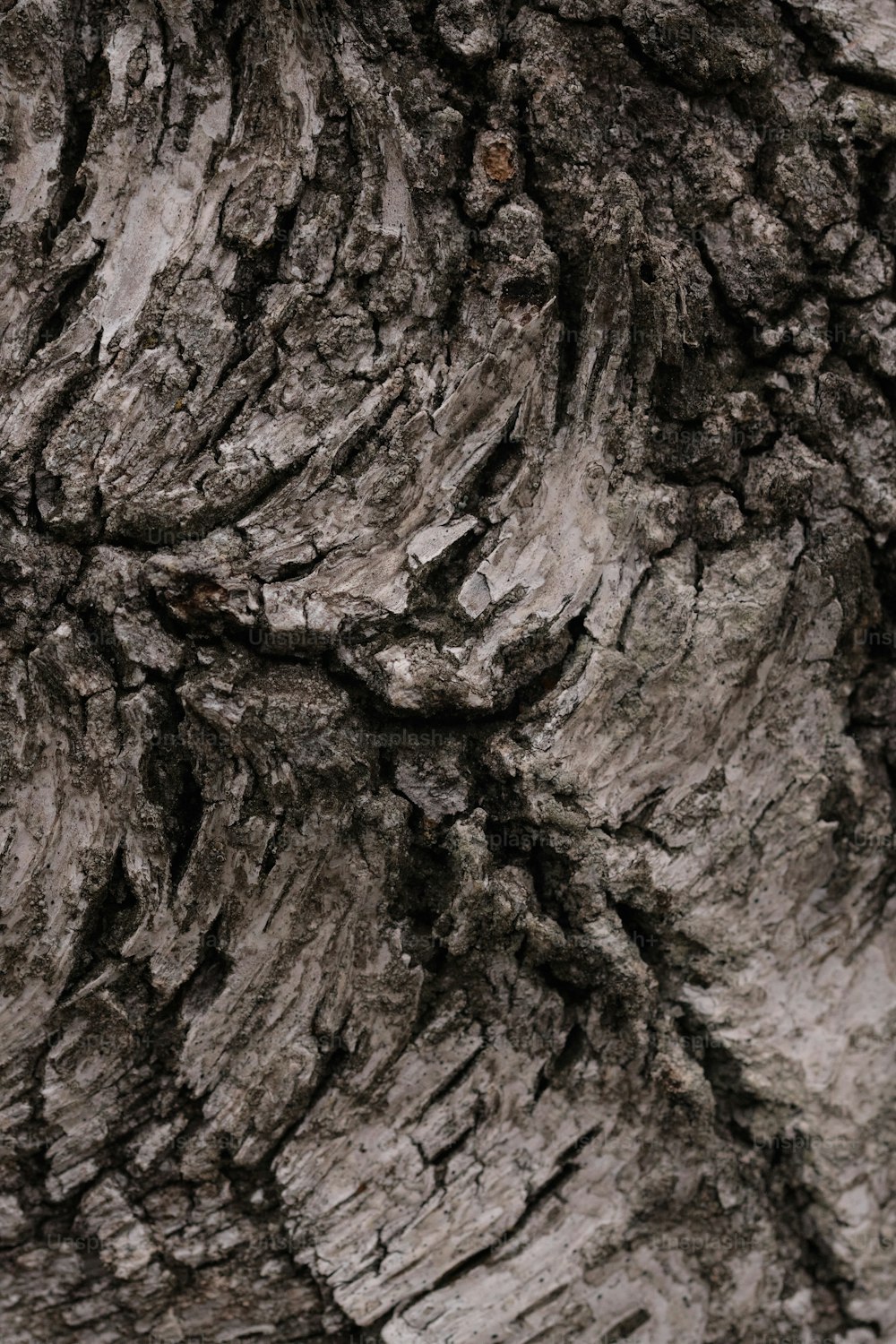 a black and white photo of a tree bark