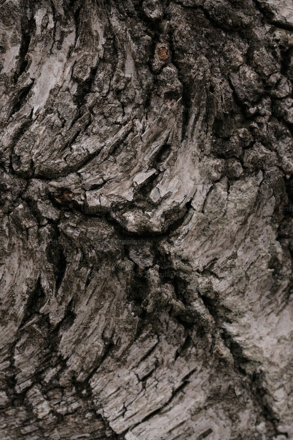 uma foto em preto e branco de uma casca de árvore