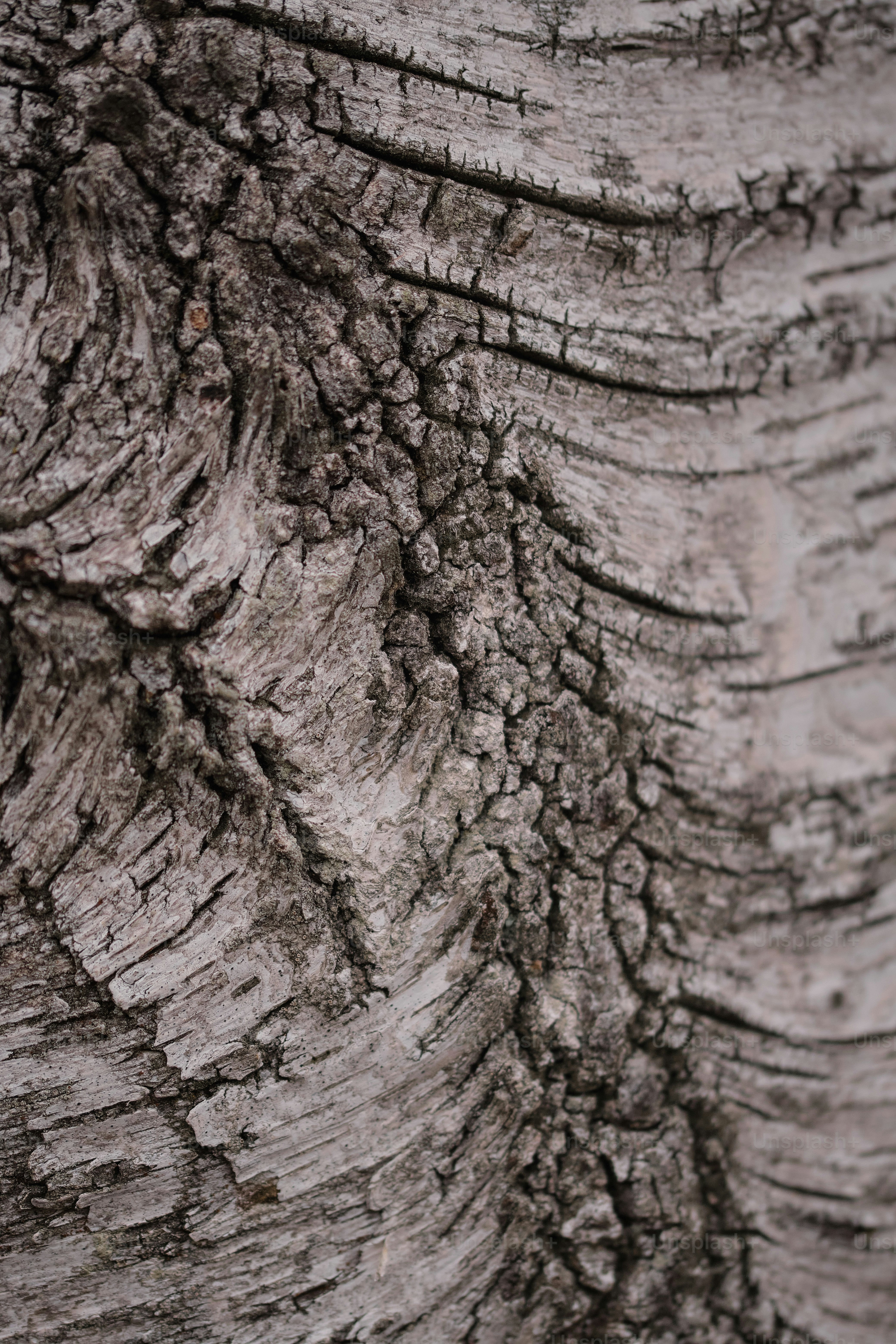 Nahaufnahme der Rinde eines Baumes