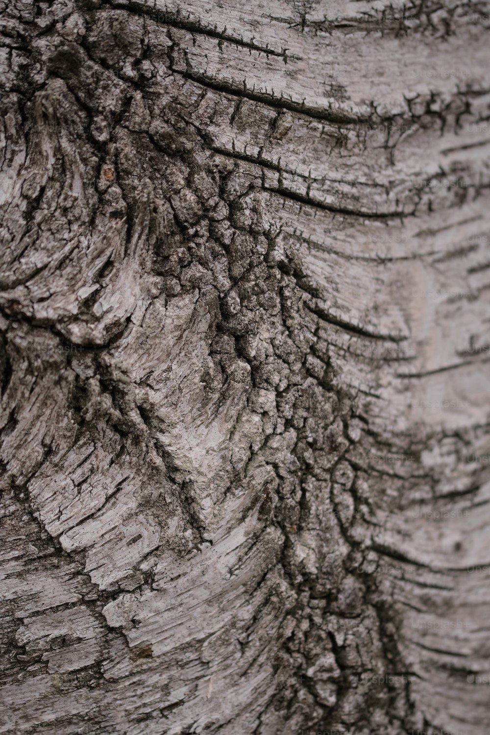 un gros plan de l’écorce d’un arbre