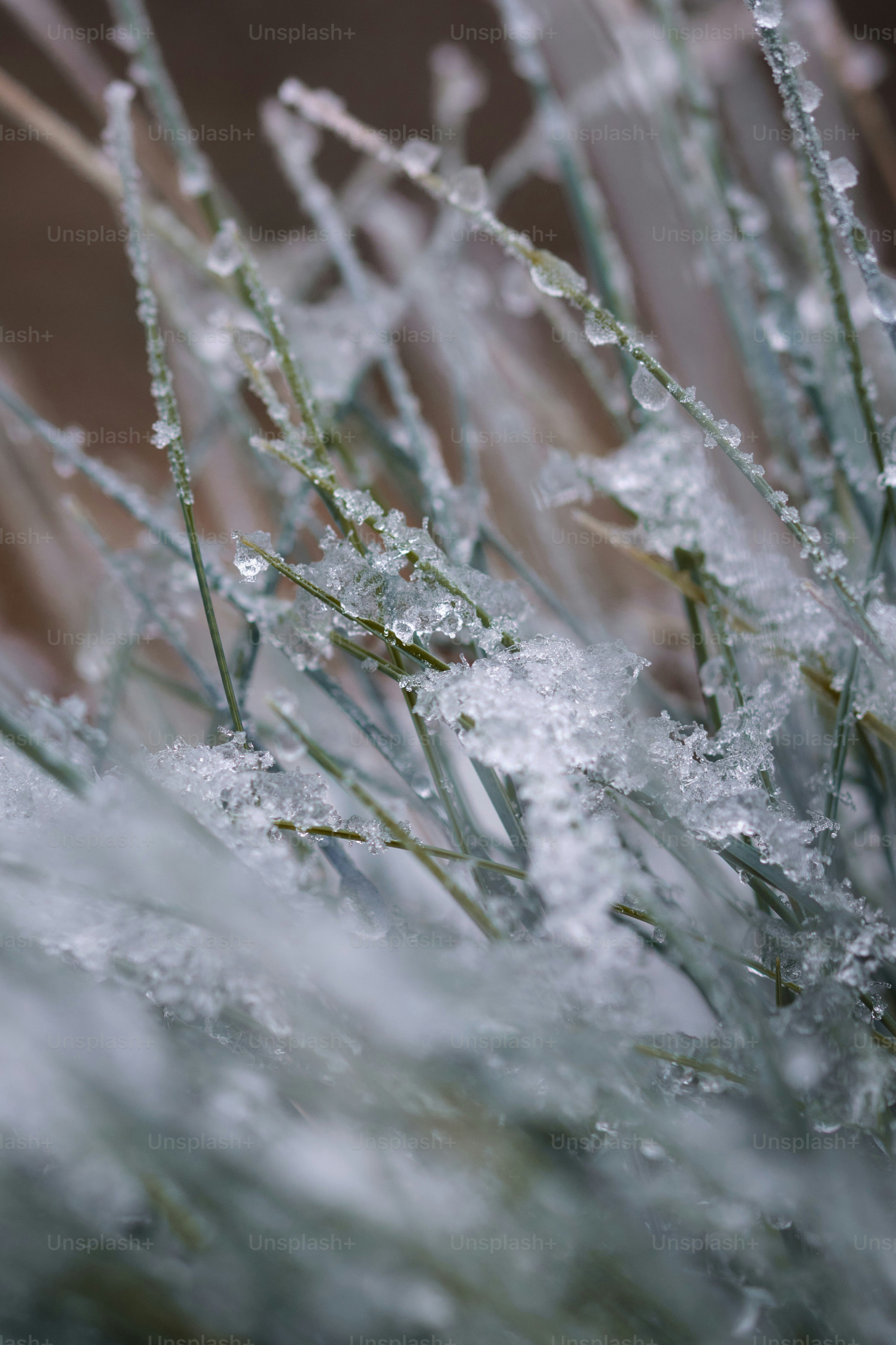 Nahaufnahme einer Pflanze mit Eis darauf