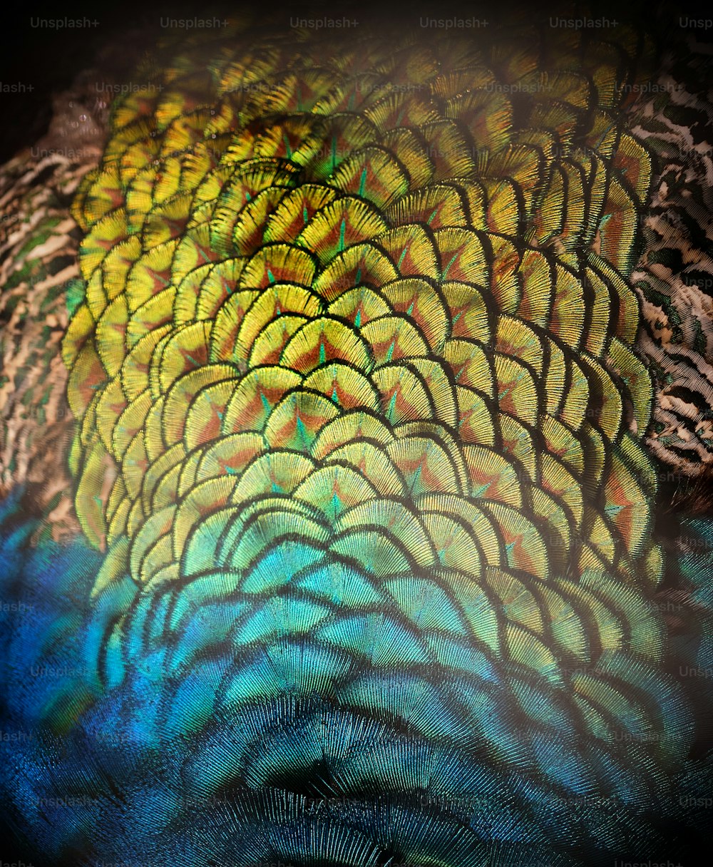 un gros plan des plumes d’un oiseau coloré