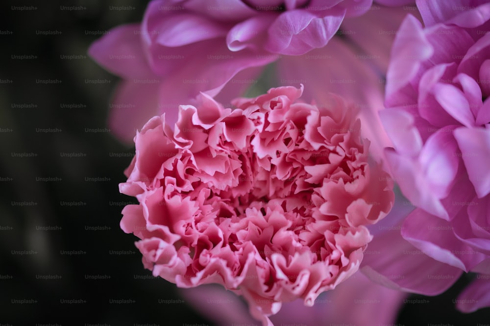 a close up view of a pink flower
