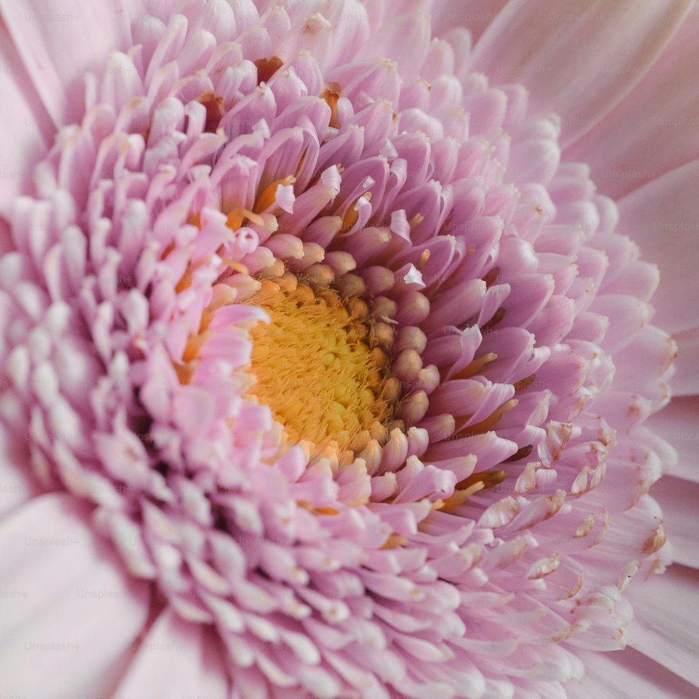 a close up view of a pink flower