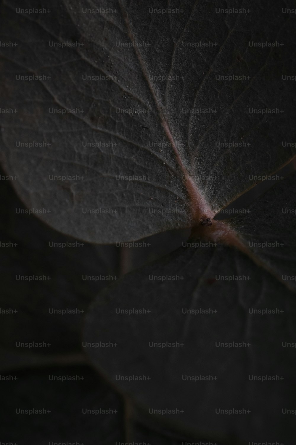 a close up of a leaf with a dark background