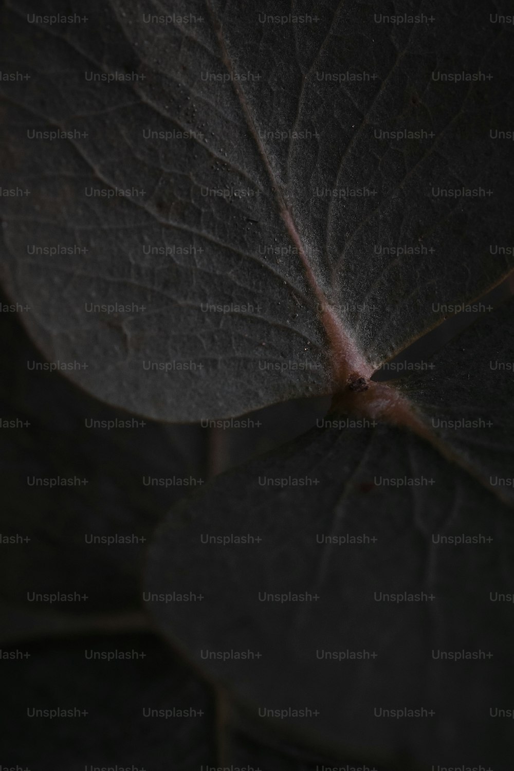 um close up de uma folha com um fundo escuro