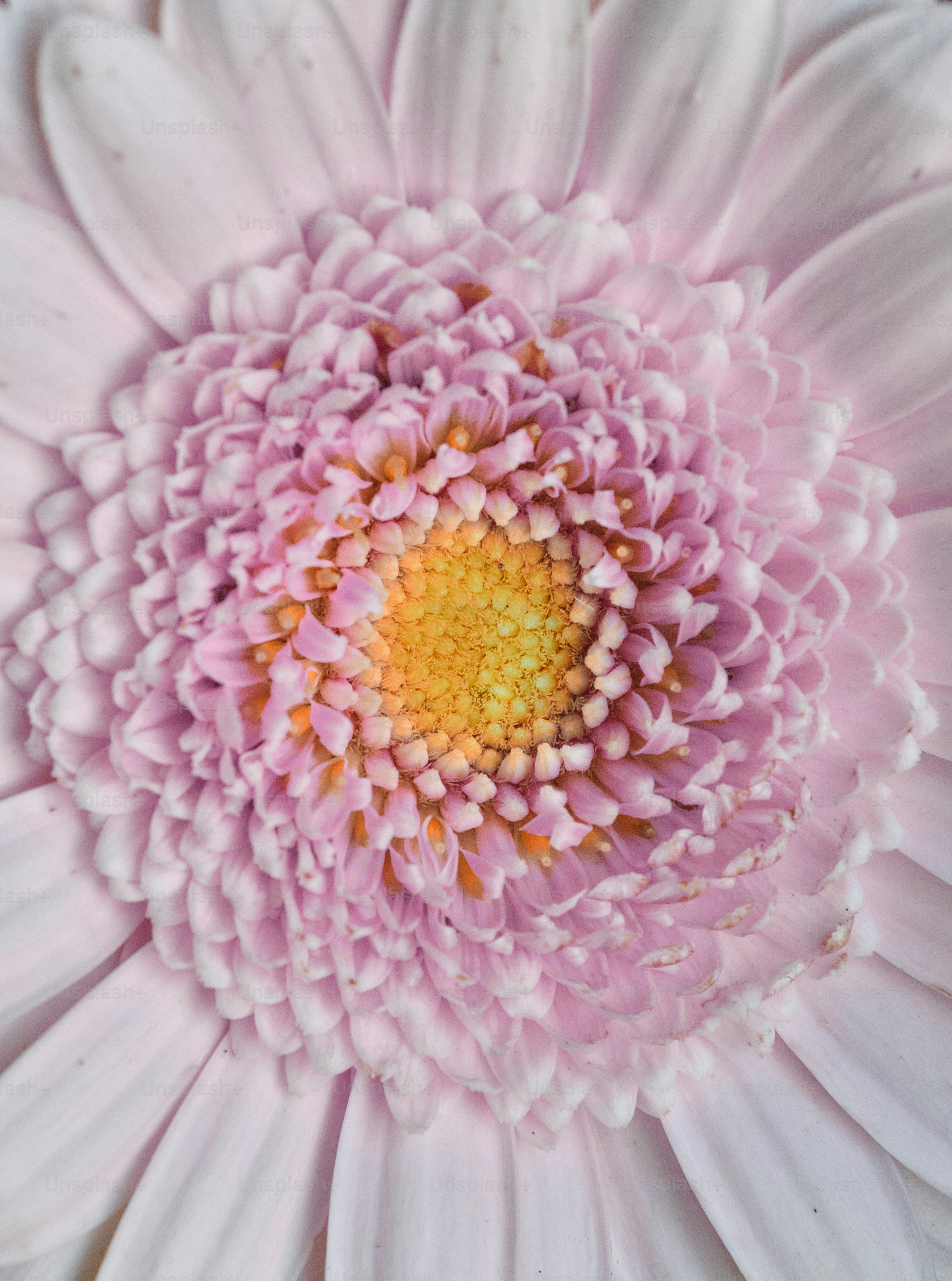 ピンクと黄色の花のクローズアップ