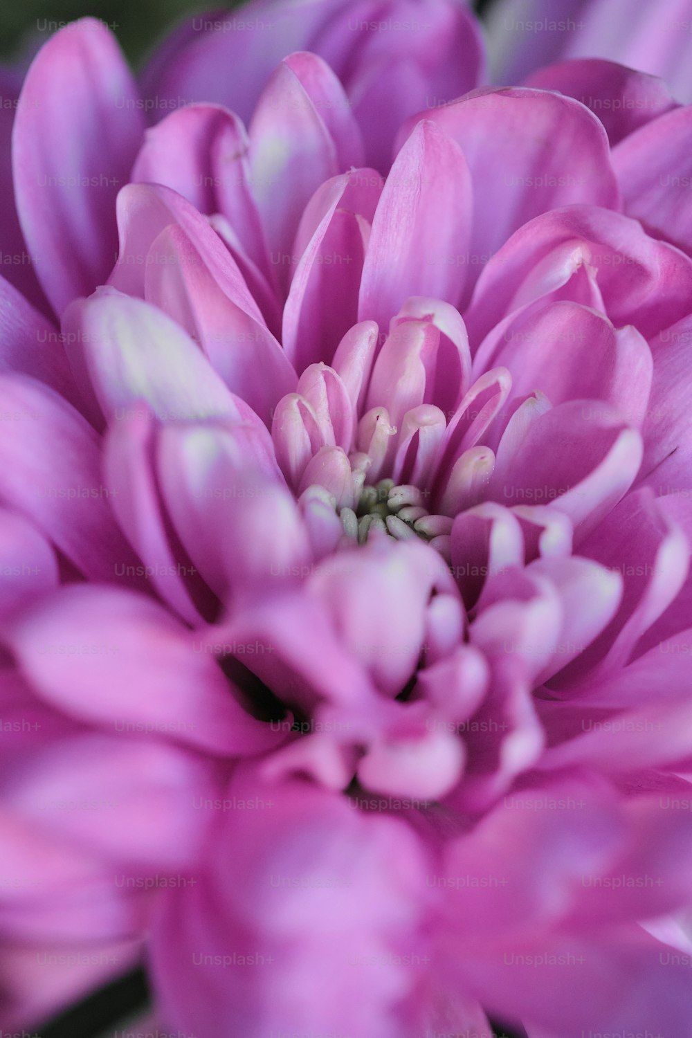 Un primer plano de una flor rosa con un fondo borroso