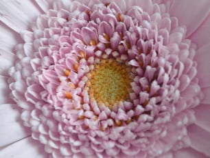 a close up view of a pink flower