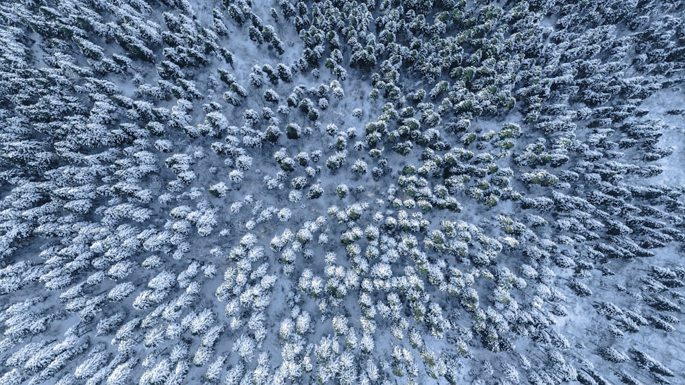 雪に覆われた木々の大群