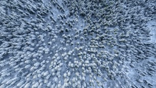 a large group of trees covered in snow