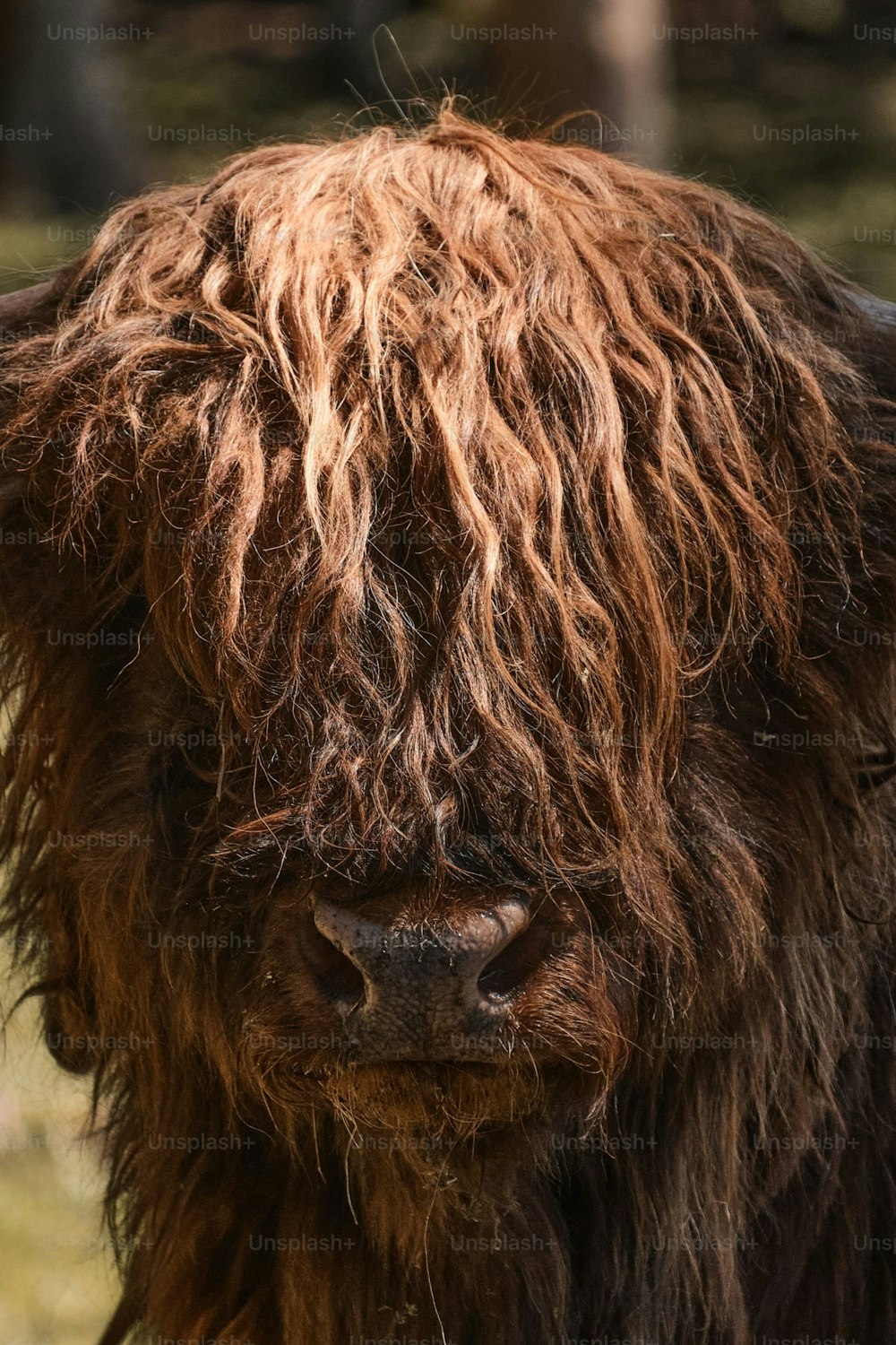 Un primo piano di una mucca marrone con i capelli lunghi