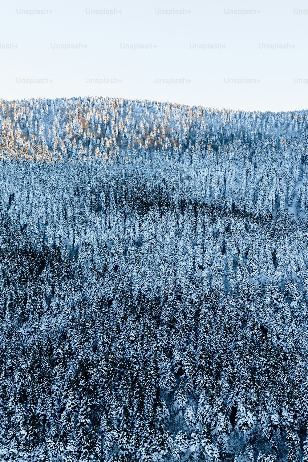 eine große Gruppe von Bäumen mit Schnee bedeckt