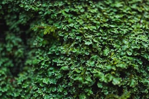 잎이 많은 녹색 식물의 클로즈업