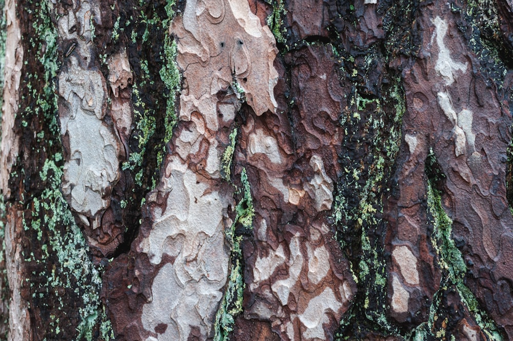 a close up of the bark of a tree