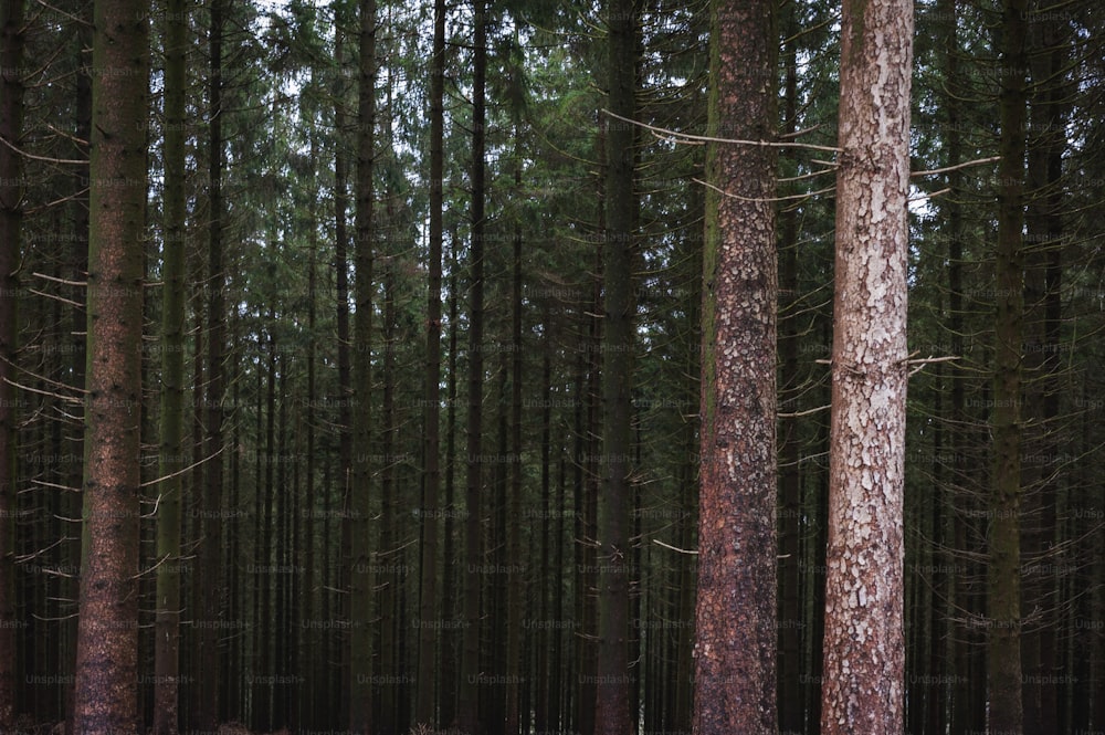 a forest filled with lots of tall trees