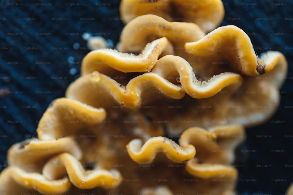 a close up of a bunch of yellow mushrooms