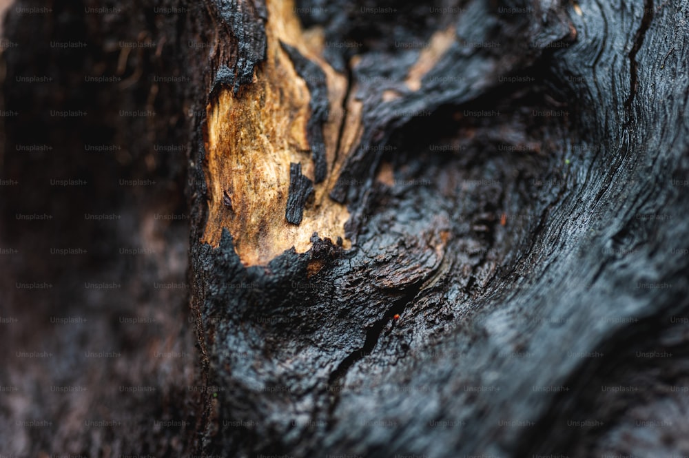 um close up de um tronco de árvore mostrando a casca