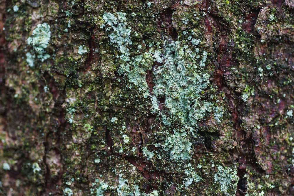 緑の苔を持つ木の幹の接写