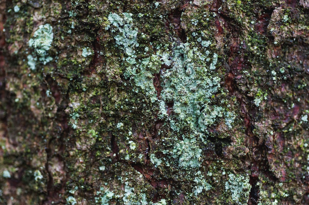 a close up of a tree trunk with green moss