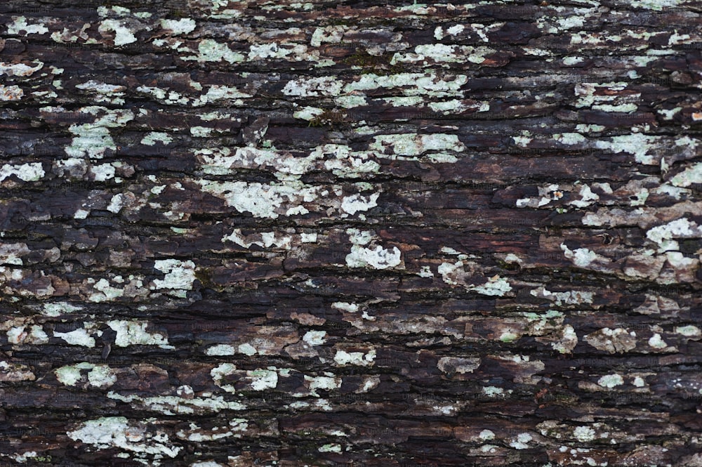 Un primo piano di una corteccia d'albero con licheni bianchi e marroni