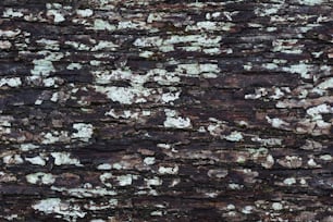 a close up of a tree bark with white and brown lichen