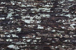 白と茶色の地衣類を持つ樹皮の接写