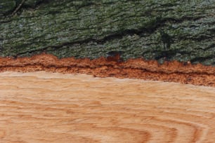 Un primer plano de un trozo de madera con un árbol en el fondo