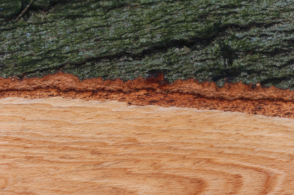 Un primer plano de un trozo de madera con un árbol en el fondo