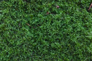 Nahaufnahme einer grünen, moosigen Oberfläche