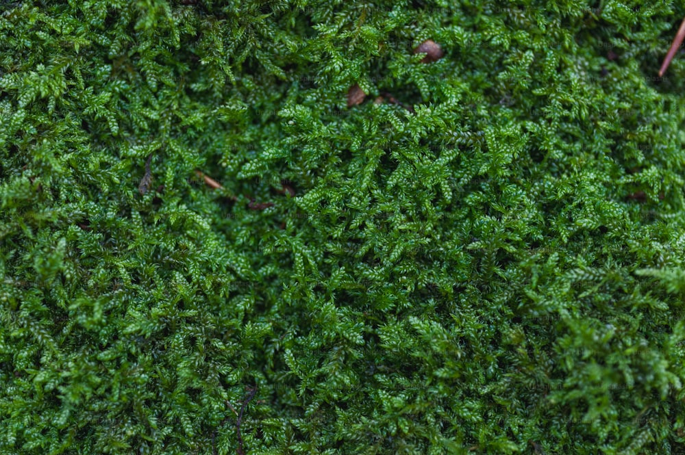 a close up of a green mossy surface