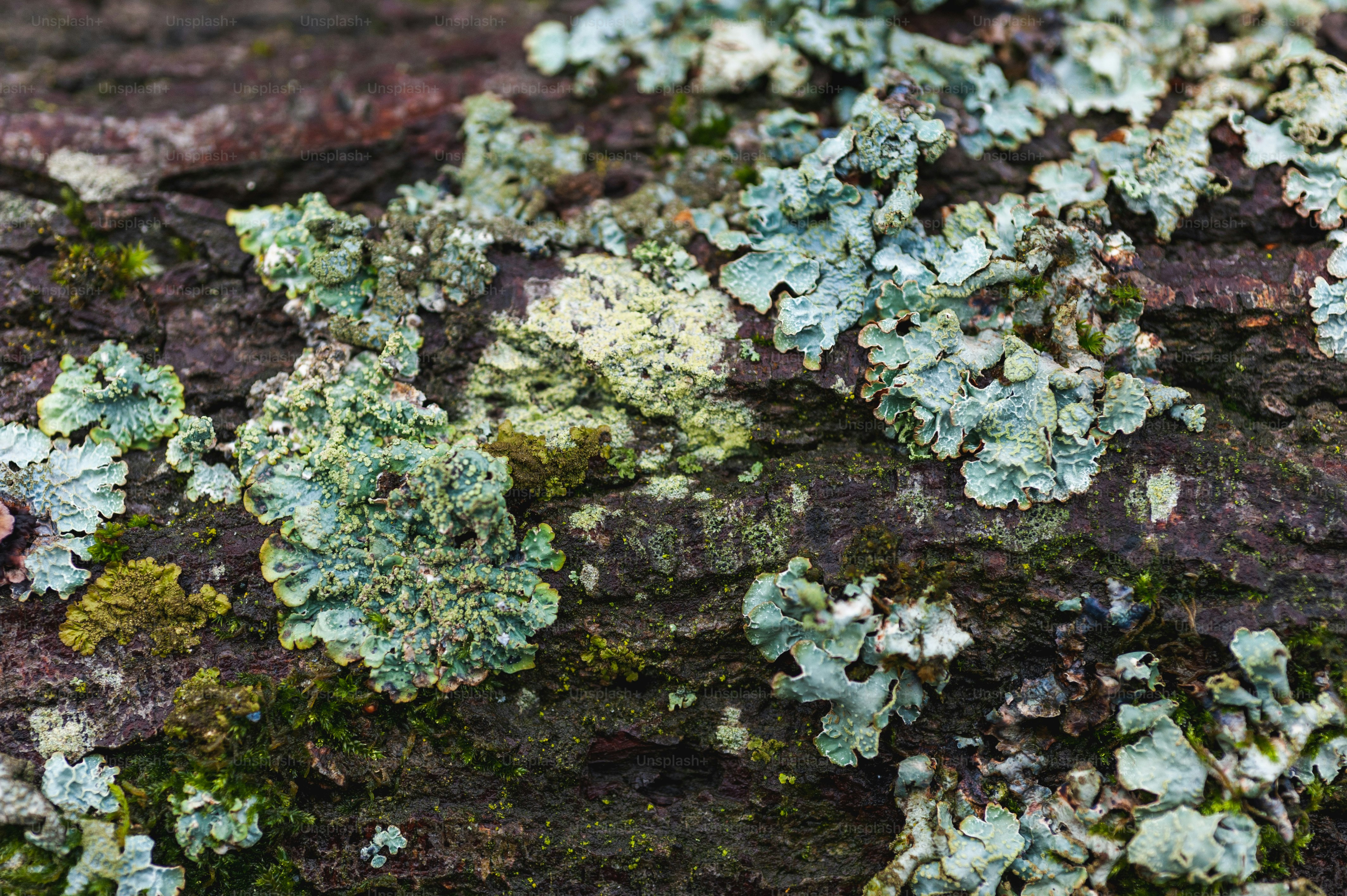 a close up of a tree trunk with moss growing on it