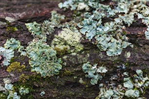 a close up of a tree trunk with moss growing on it