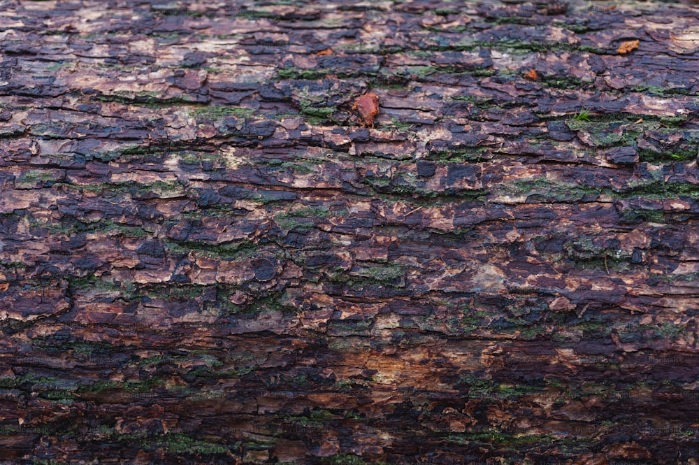 Detalle textura de tronco de árbol, Foto Premium
