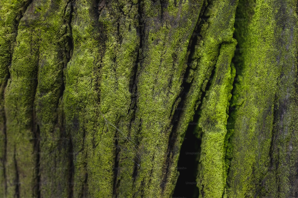 a close up of the bark of a tree