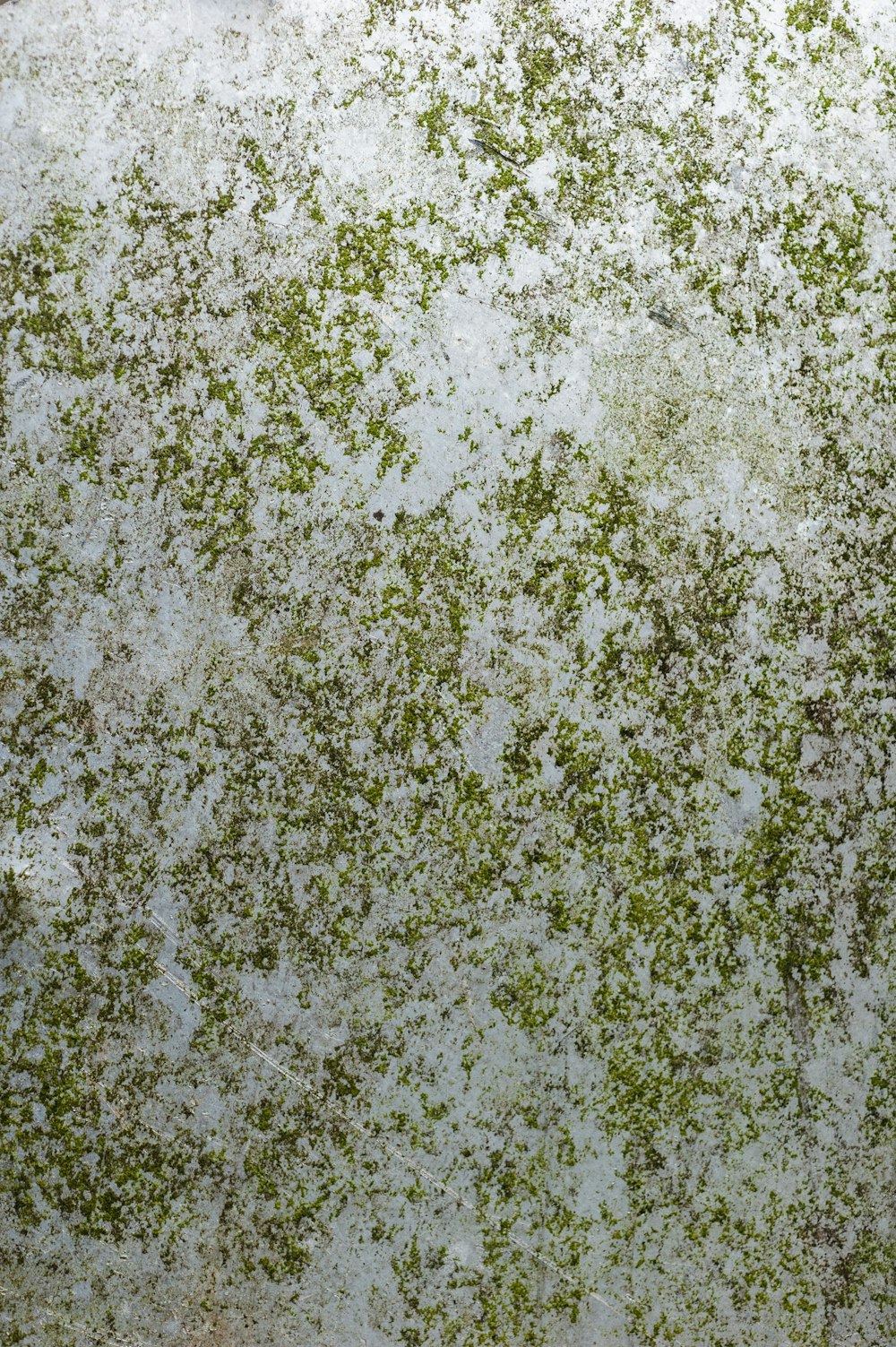 a close up of a white surface with green plants on it