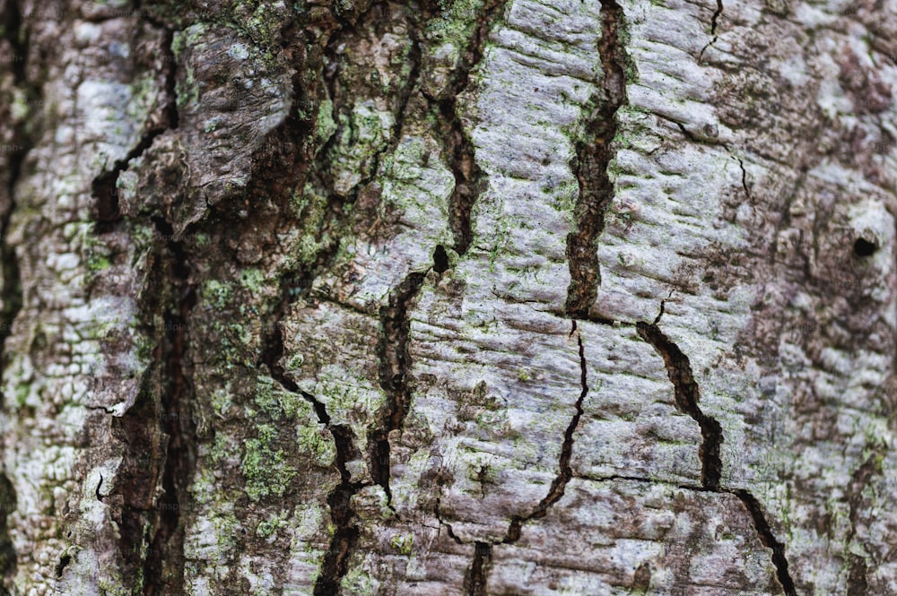 un gros plan d’un tronc d’arbre avec de la mousse qui pousse dessus