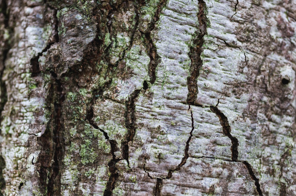 a close up of a tree trunk with moss growing on it