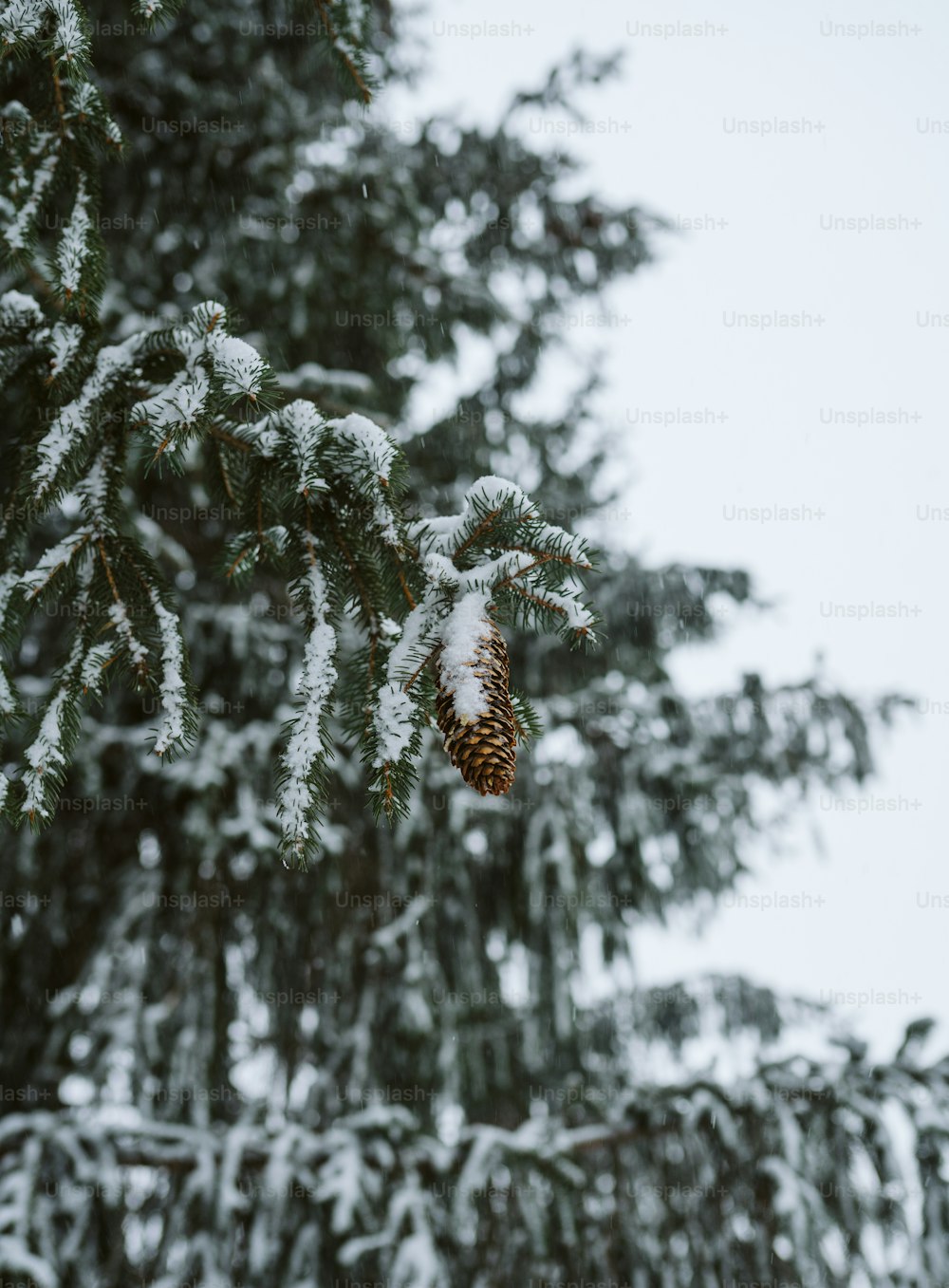 Un cono de pino colgando de un árbol cubierto de nieve