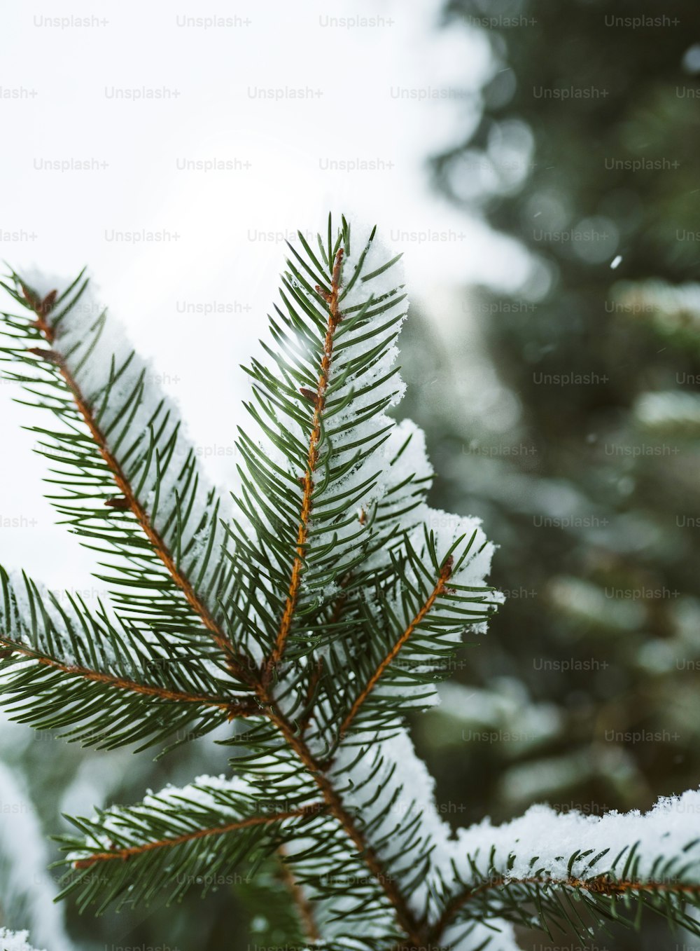 um close up de um pinheiro com neve sobre ele