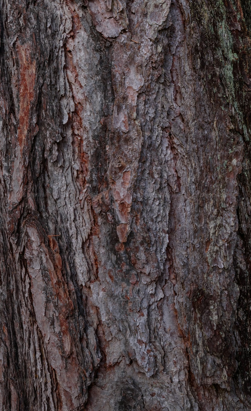 a close up of the bark of a tree