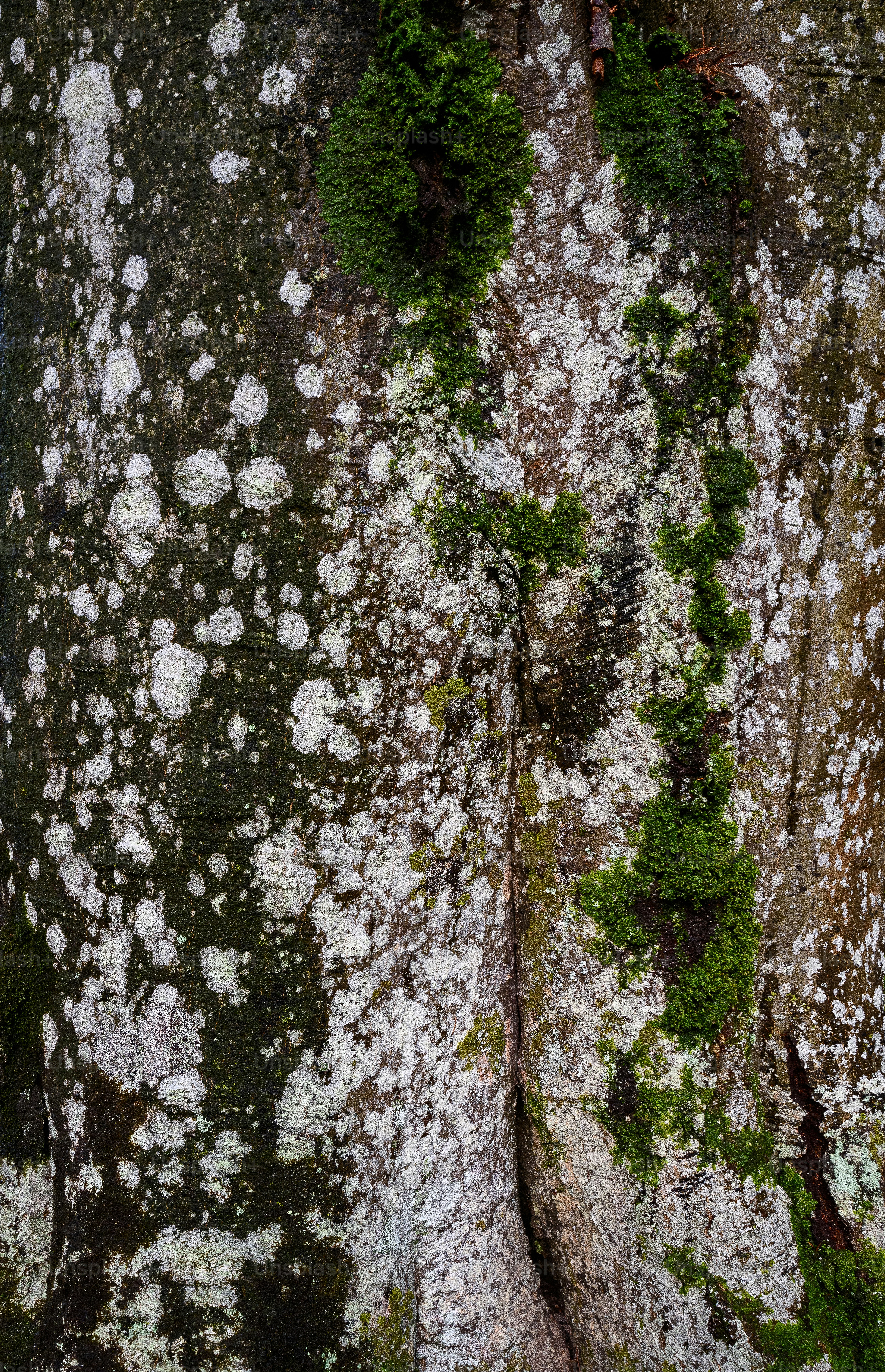 a close up of a tree with moss growing on it